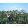 Chinese Ningxia Goji goqi wolfberry seeds for growing goji berries to benifit health